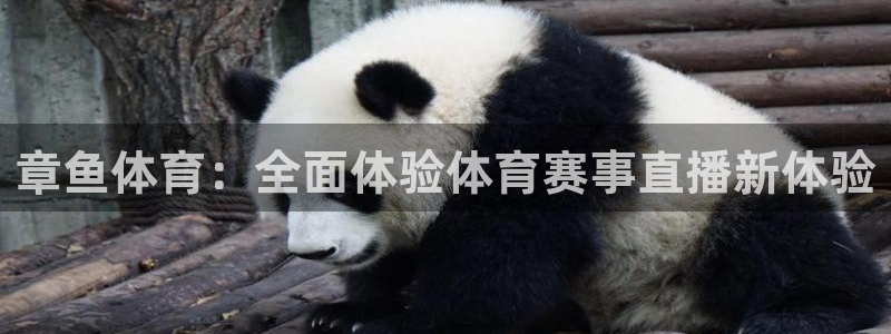 章鱼体育：全面体验体育赛事直播新体验