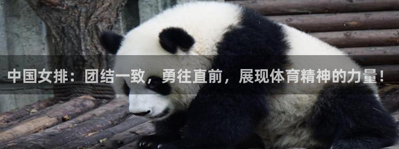 中国女排：团结一致，勇往直前，展现体育精神的力量！